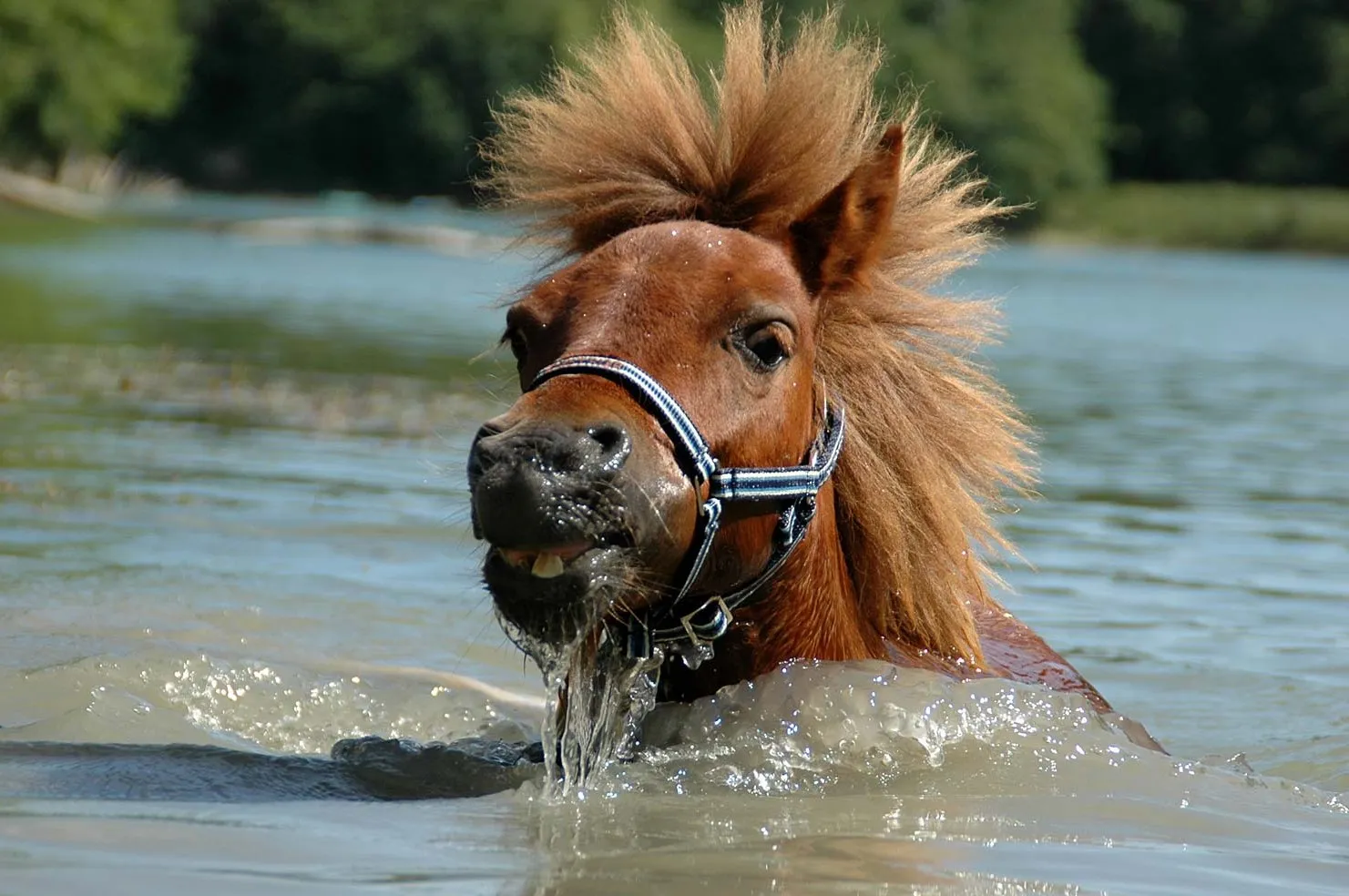 Poney dans le lac camping Univers Roussel