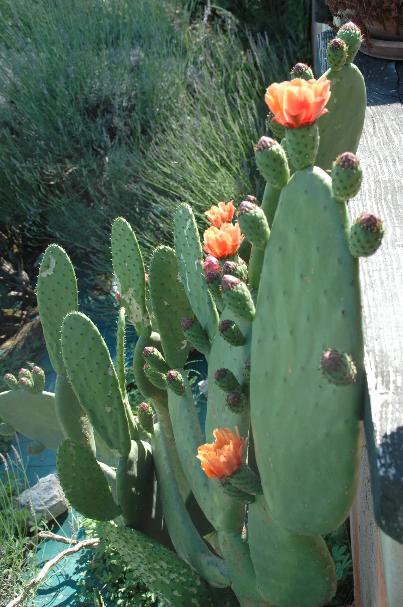 Cactus camping Univers Roussel