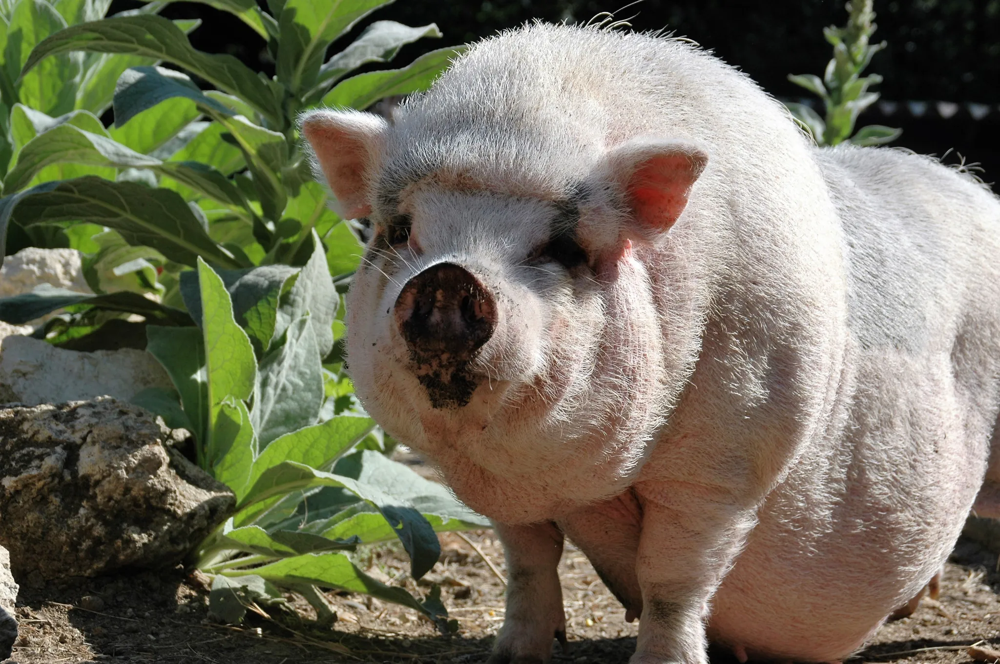 Cochon camping Univers Roussel