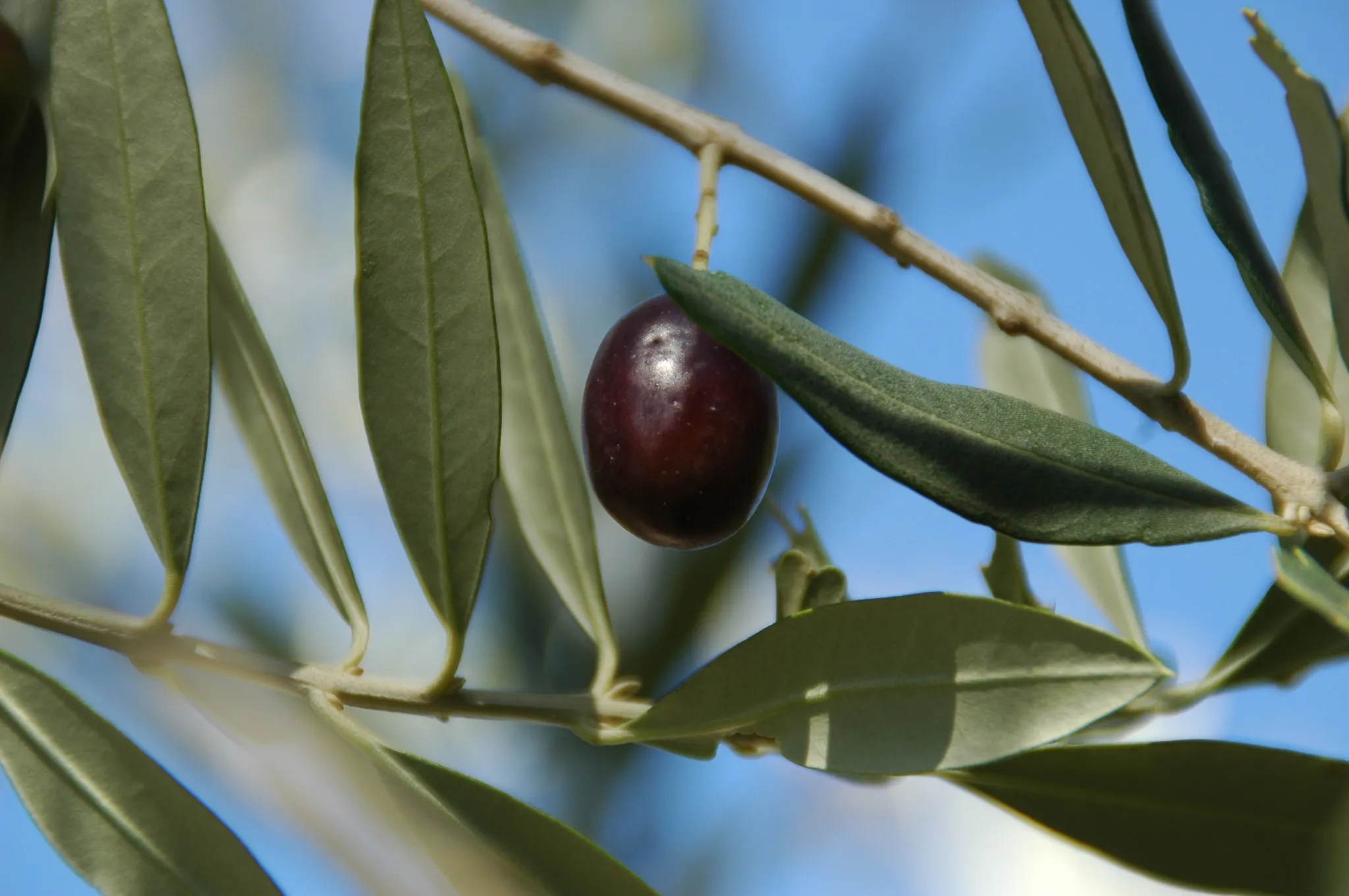 Olive