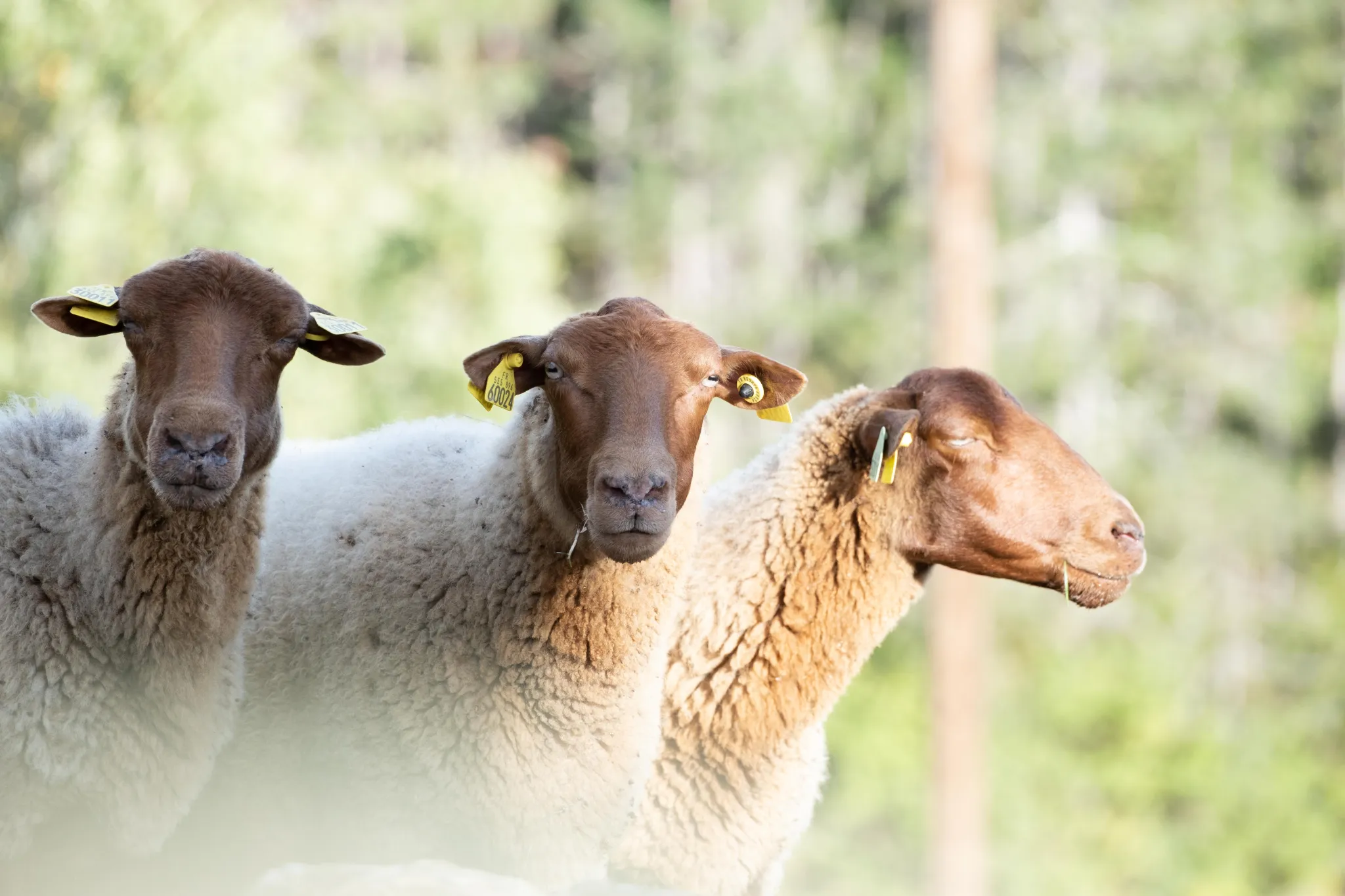 moutons camping Univers Roussel