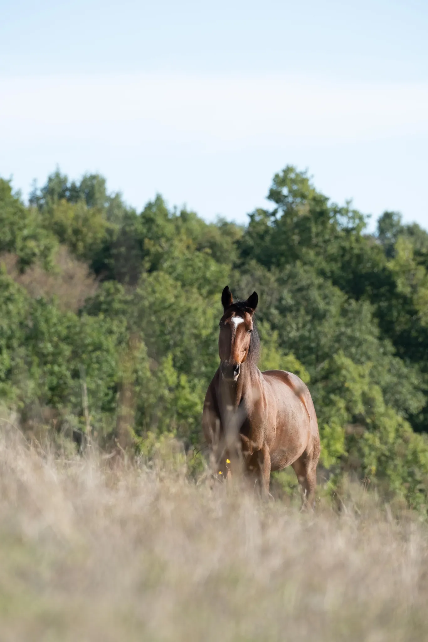 cheval dans la nature