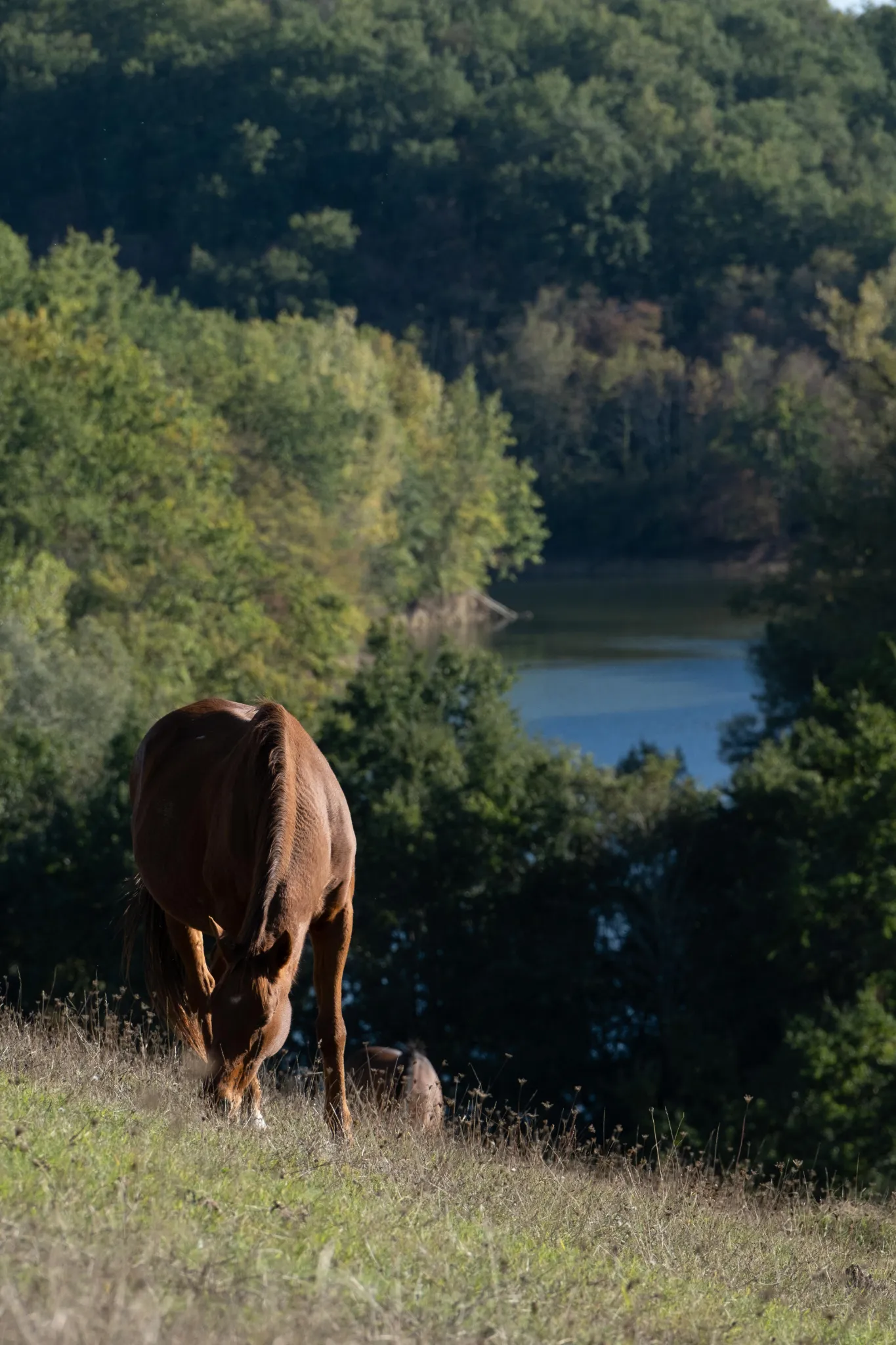 cheval + lac camping Univers Roussel