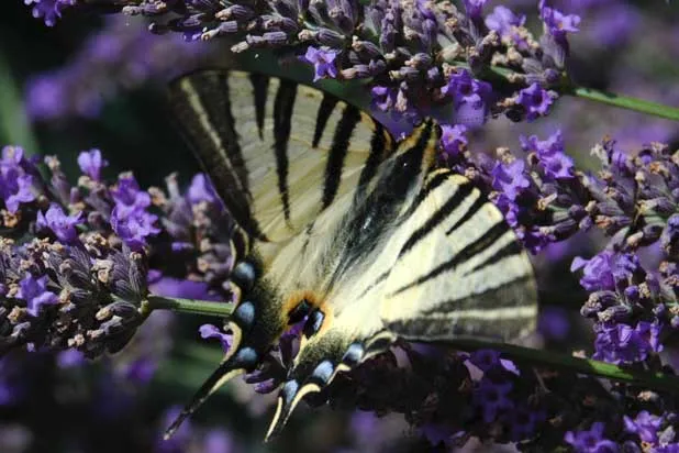 Papillon